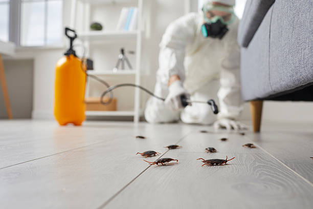 Commercial Rodent Management in Conrad